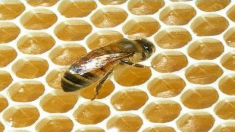 طريقة التخلص من خلية النحل