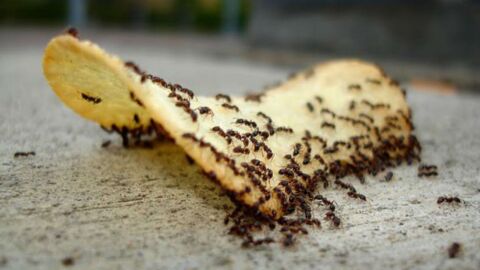 طريقة للتخلص من النمل
