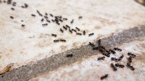 كيفية التخلص من النمل من البيت