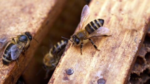 كيفية التخلص من النحل