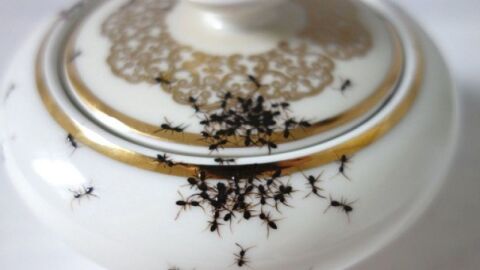 كيف تتخلص من نمل المنازل