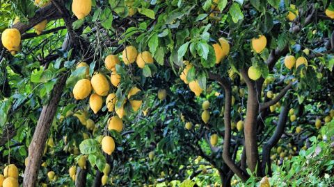 طريقة زراعة شجرة الليمون