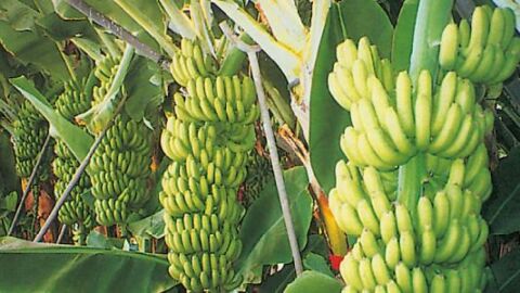 كيفية زراعة الموز