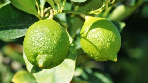كيفية زراعة بذور الليمون