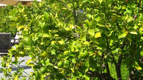 كيفية زراعة اشجار الليمون
