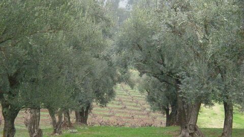 كيفية زراعة أشجار الزيتون