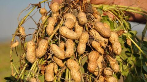 طريقة زراعة الفول السوداني