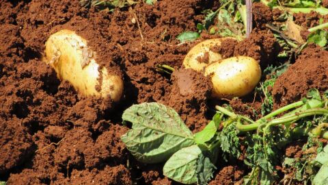 كيف تتم زراعة البطاطس