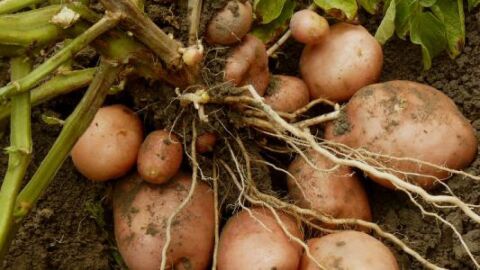كيف تتم زراعة البطاطا