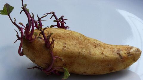طريقة زراعة البطاطس في المنزل