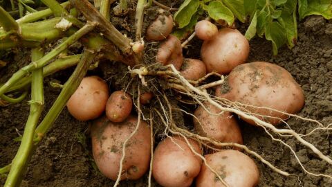 كيفية زراعة البطاطا