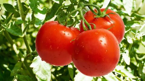 كيفية زراعة بذور الطماطم