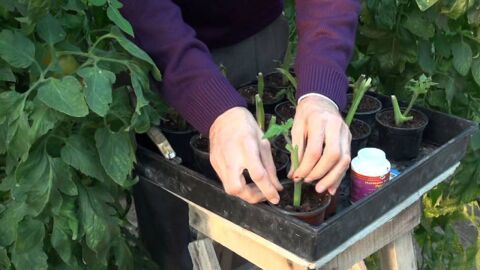 كيف أزرع الطماطم بالبيت