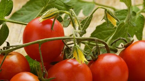 كيف نزرع الطماطم من البذور