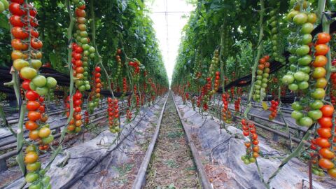 كيفية زراعة الطماطم في البيوت المحمية