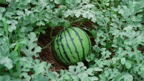 كيفية زراعة البطيخ