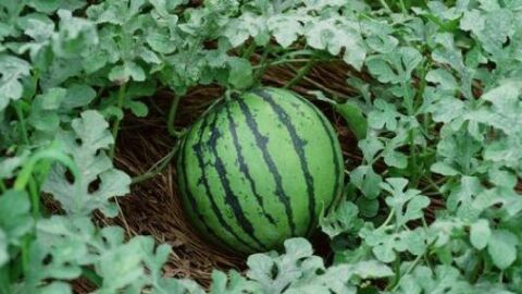 طريقة زراعة البطيخ