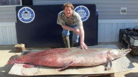 كيف اصطاد سمك كبير