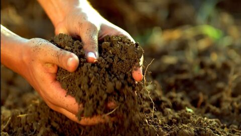 كيفية تحسين مردودية التربة