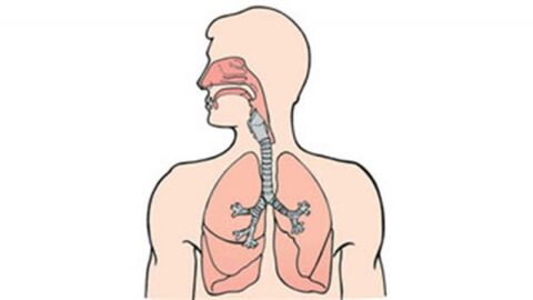كيف نحافظ على سلامة الجهاز التنفسي