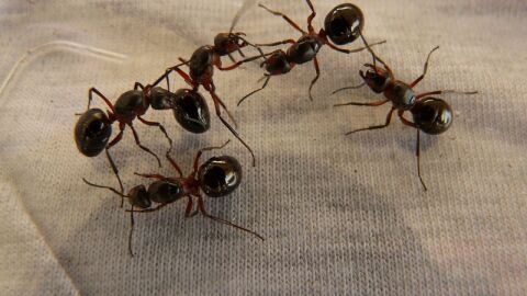 كيفية طرد النمل الصغير من المنزل
