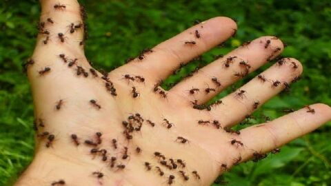 طريقة للقضاء على النمل