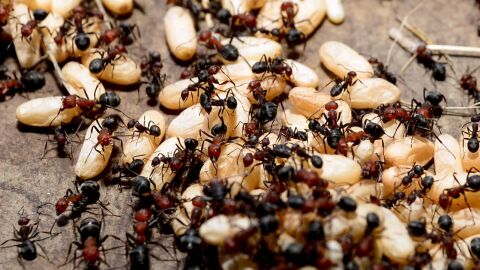 كيف تقضي على النمل