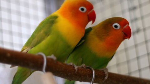 كيفية تكاثر طيور الحب