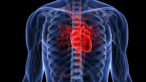 كيفية المحافظة على صحة القلب