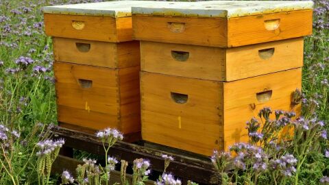 كيفية صنع صندوق لتربية النحل