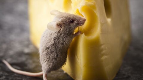 كيف تصنع فخاً للفئران