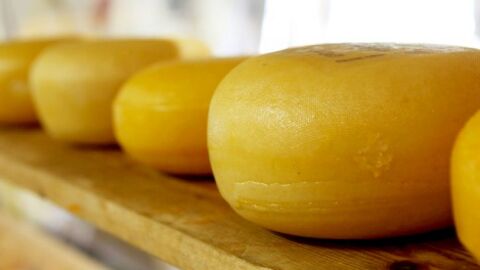 كيفية صناعة الجبن