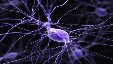 كيف نحمي الجهاز العصبي