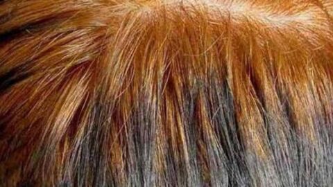 طريقة سحب لون الحناء من الشعر بالزبدة