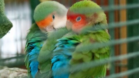طريقة تربية طيور الحب