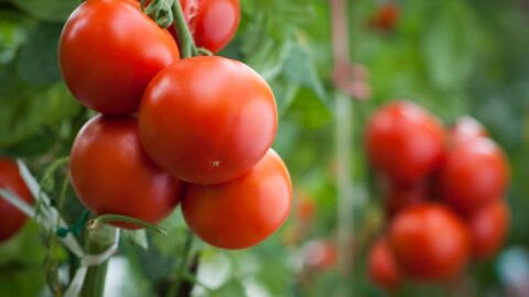 كيفية حفظ الطماطم في المجمد