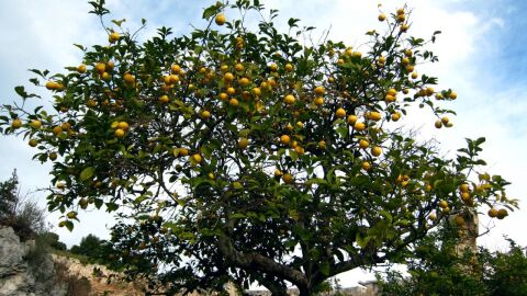 كيفية الاعتناء بشجرة الليمون