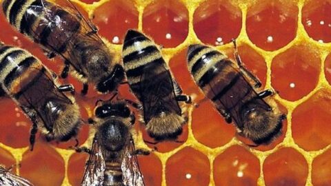 طريقة استخدام غذاء ملكات النحل