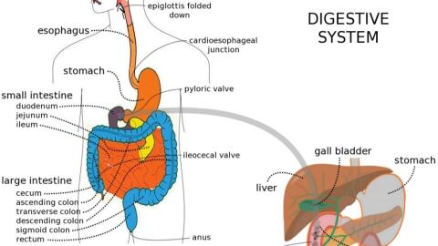 أجزاء الجهاز الهضمي للإنسان