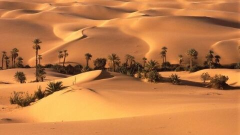 معلومات حول مقاومة النخيل لزحف الصحراء