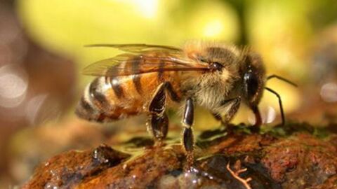 معلومات عن فوائد النحل
