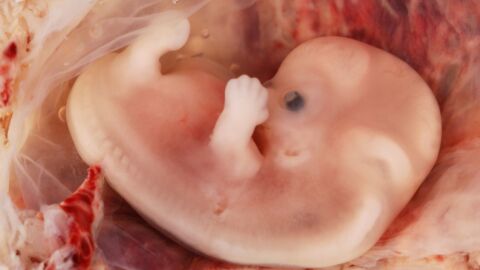 معلومات عن مراحل نمو الجنين