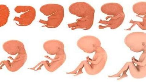معلومات عن مراحل تكوين الجنين