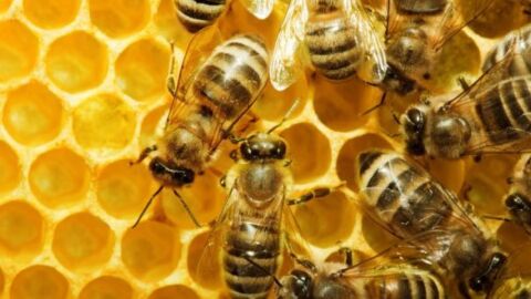 معلومات عن عالم النحل