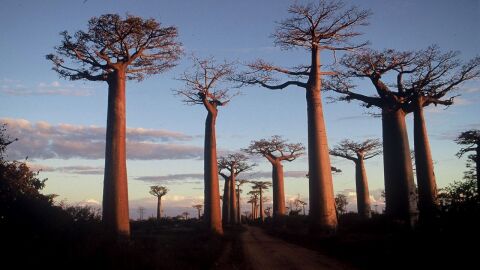 معلومات عن جزيرة مدغشقر