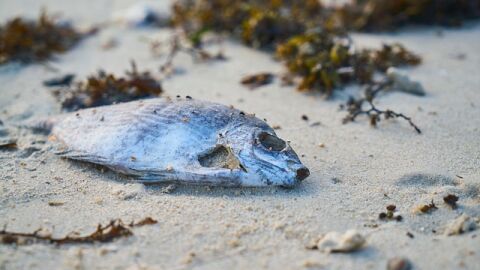تفسير ظاهرة خروج أسماك ميتة من البحر