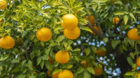 مراحل نمو شجرة الليمون