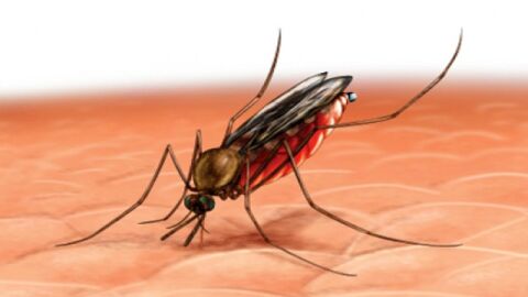 طرق الوقاية من مرض الملاريا