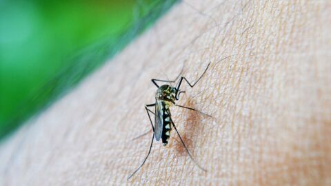 مقاومة الملاريا
