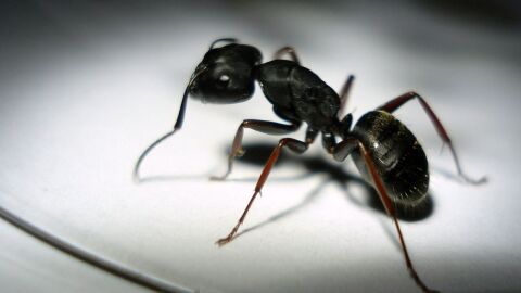 طريقة لمكافحة النمل